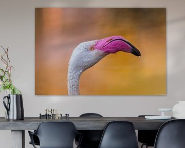 Gros plan d'un flamant rose dans une lumière chaude sur Triki Photography