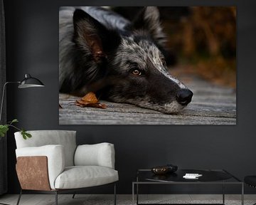 Daydreaming - Snorre