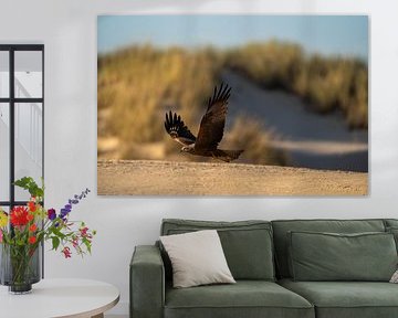 Zwarte wouw met wijde vleugels op het strand van Catch Chris