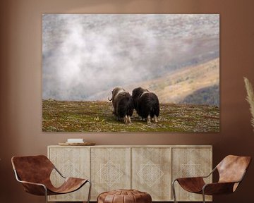 Muskusossenpaar van Catch Chris