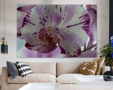 Close up pink orchid by Studio LE-gals