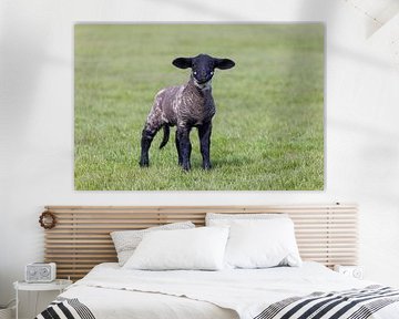 Mouton domestique-agneau