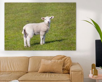 Mouton domestique-agneau