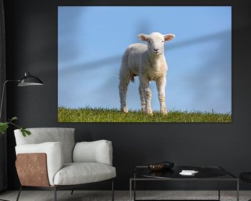 Mouton domestique-agneau