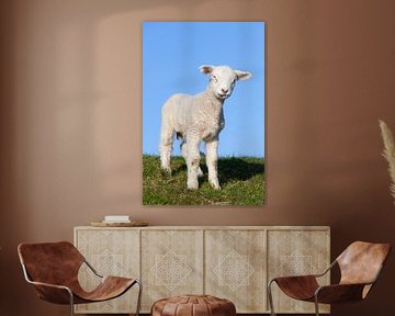 Mouton domestique-agneau