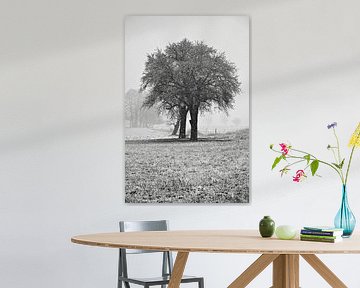 Winterlicher, schneebedeckter Acker mit Baum im Oderbruch - monochrom von Silva Wischeropp