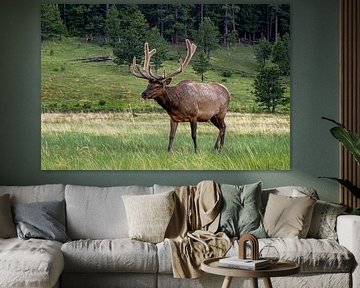 Elk in Colorado, United States by Adelheid Smitt