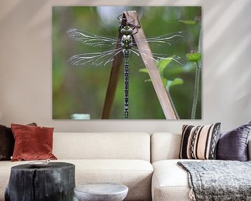 Agrion mosaïque bleu-vert