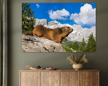 Alpenmurmeltier vor perfekter Bergkulisse