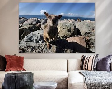 allied rock-wallaby , Petrogale assimilis Magnetic Island in Que by Frank Fichtmüller