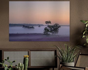 Sunrise over a heather landscape during summer by Sjoerd van der Wal Photography