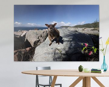 allied rock-wallaby , Petrogale assimilis Magnetic Island in Que by Frank Fichtmüller