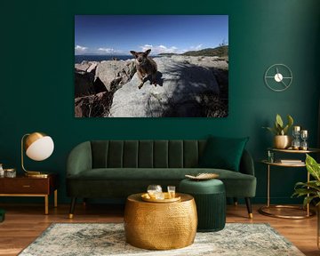 allied rock-wallaby , Petrogale assimilis Magnetic Island in Que sur Frank Fichtmüller