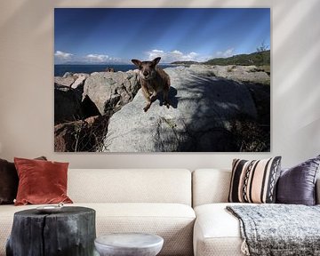 allied rock-wallaby , Petrogale assimilis Magnetic Island in Que sur Frank Fichtmüller