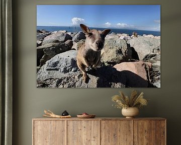 allied rock-wallaby , Petrogale assimilis Magnetic Island in Que sur Frank Fichtmüller