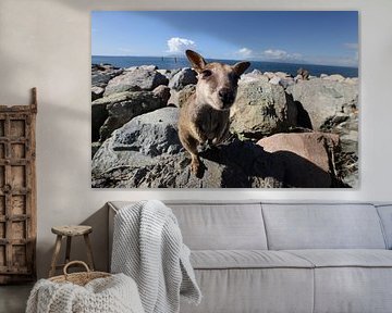 allied rock-wallaby , Petrogale assimilis Magnetic Island in Que sur Frank Fichtmüller