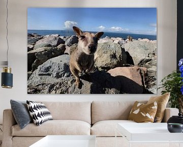 allied rock-wallaby , Petrogale assimilis Magnetic Island in Que sur Frank Fichtmüller