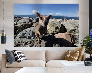 allied rock-wallaby , Petrogale assimilis Magnetic Island in Que sur Frank Fichtmüller