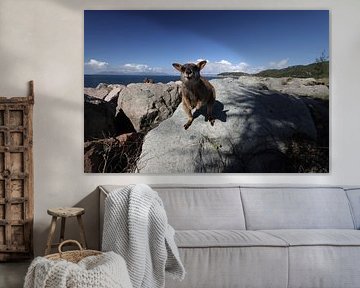 allied rock-wallaby , Petrogale assimilis Magnetic Island in Que sur Frank Fichtmüller