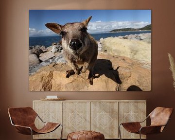 allied rock-wallaby , Petrogale assimilis, Magnetic Island , Queensland, Australia