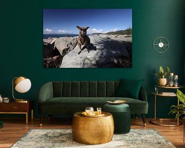 allied rock-wallaby , Petrogale assimilis Magnetic Island in Que sur Frank Fichtmüller