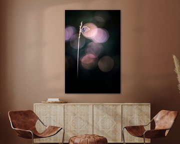 Genießen Sie die letzten Sonnenstrahlen von Bob Daalder