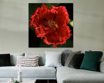 Close-up tulip button by Michael van Emde Boas