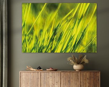 Lawn in the sunshine by Nicc Koch