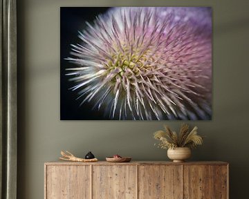 Stachelige Farben von Rob van der Wal