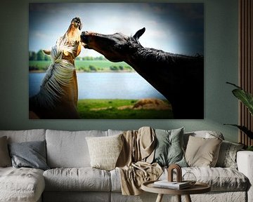 Zoff auf der Weide? Pferdedrama auf Poel? von Jürgen Hüsmert