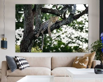 Leopard im Baum - schaut direkt in die Kamera