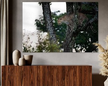 Schöner Leopard im Baum