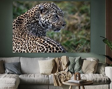 Nahaufnahme eines Leoparden