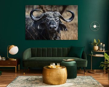 Schönes Porträt eines Büffels in Afrika