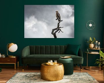 Mooie savannearend op de uitkijk op een boomtak van Chi