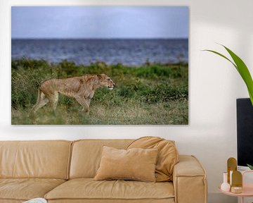 Löwin auf der Jagd nach Beute