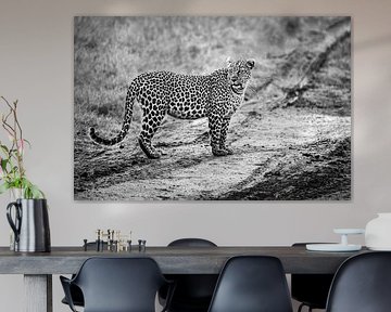 Schöne schwarz-weiße Nahaufnahme eines Leoparden