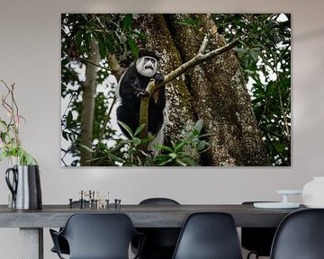 Schöne schwarze und weiße Fransen Affe in der Natur