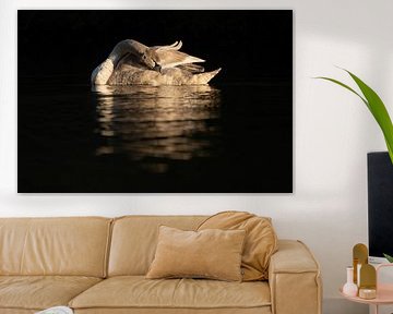 Young swan by Ronald Buitendijk Fotografie