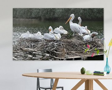 Gemeinsam auf dem Nest, Krauskopfpelikane bei der Rast