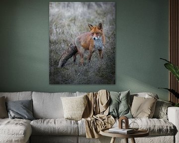 Fuchs in den Dünen von Tom Zwerver