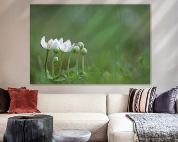 Parnassia, witte bloemen von Gonnie van de Schans