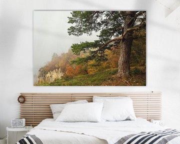 Kiefer beim Aussichtspukt Burgstall oberhalb von Fridingen an einem nebligen Oktobertag - Naturpark Obere Donau von BlattArt - Christine Horn