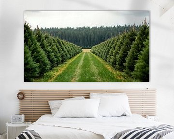 Weihnachtsbaumplantage