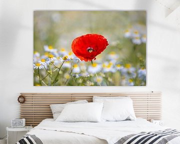 Klatschmohn