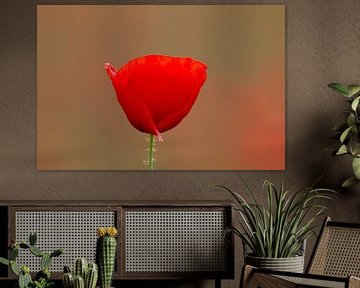 Klatschmohn von Sven-Erik Arndt