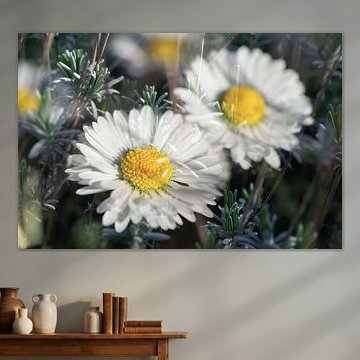 Pâquerette et romarin