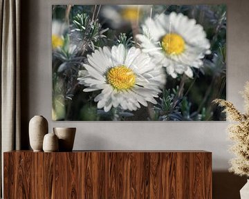 Gänseblümchen und Rosmarin von Nicc Koch