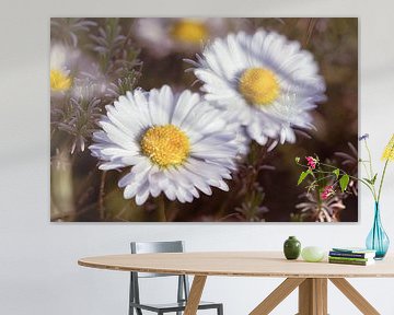 Gänseblümchen mit Rosmarin von Nicc Koch