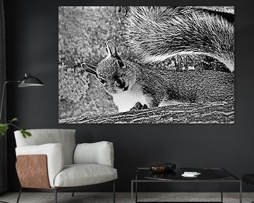 un écureuil curieux monochrome mixed media sur Werner Lehmann